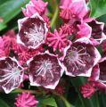 Kalmia szerokolistna KALEIDOSKOP