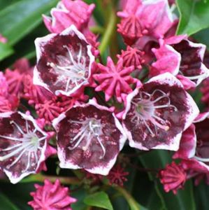 Kalmia latifolia KALEIDOSCOPE