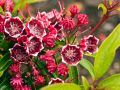 Kalmia szerokolistna KALEIDOSKOP