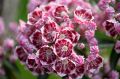 Kalmia szerokolistna KALEIDOSKOP