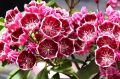 Kalmia szerokolistna KALEIDOSKOP