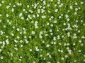 Karmnik ościsty MOSS GREEN