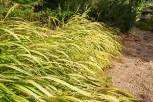 Hakonechloa gracilis MACRA AUREOLA