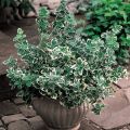 Trzmielina EMERALD GAIETY