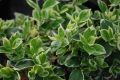 Trzmielina EMERALD GAIETY