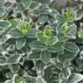 Trzmielina EMERALD GAIETY