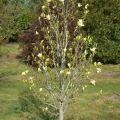 Magnolia SUNSATION