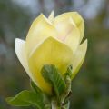 Magnolia SUNSATION