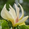 Magnolia SUNSATION