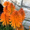 Trytoma groniasta POCO ORANGE