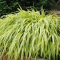 Trawa Bambusowa AUREOLA