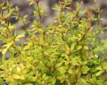 Berberys GOLDEN DREAM