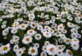 Aster Alpejski WHITE