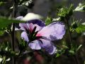 HIBISKUS TRICOLOR