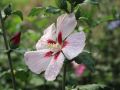 HIBISKUS TRICOLOR