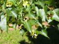Lipa drobnolistna GREENSPIRE