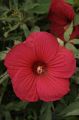 Hibiskus bylinowy FIREBALL