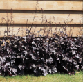 Żurawka Black Taffeta