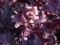 Żurawka FOREVER PURPLE
