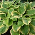 Funkia - Hosta FRAGRANT BOUQUET