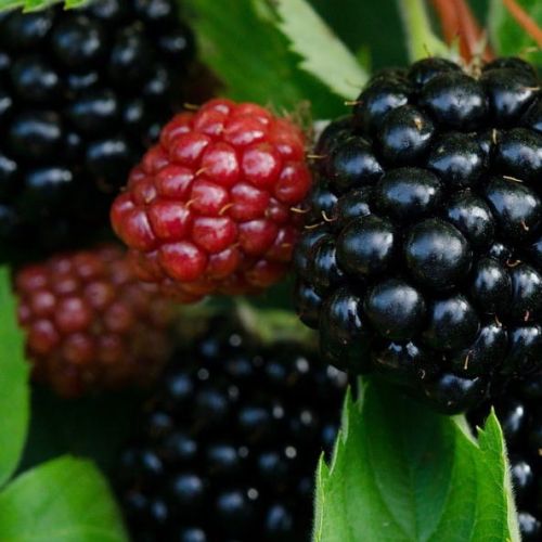 Dornenlose Brombeere TRIPLE CROWN