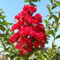 Lagerstroemia DYNAMITE