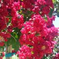 Lagerstroemia DYNAMITE