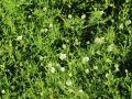 Karmnik ościsty MOSS GREEN