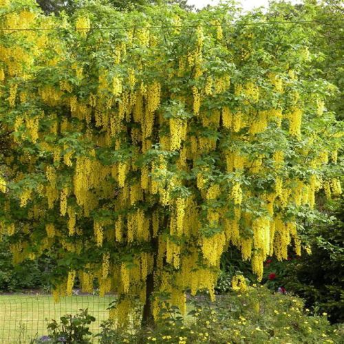 Goldregens Laburnum × watereri in einem Topf 