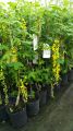 Złotokap LABURNUM WATEREEI