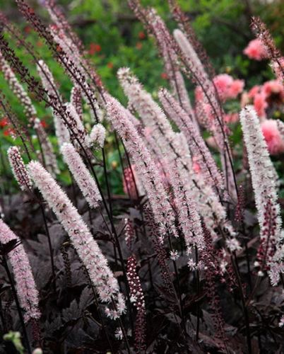 Silberkerze Pink Spike