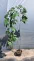 Grab pospolity PENDULA 170 cm - szczepiony