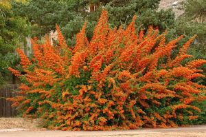 Roter Hartriegel ORANGE GLOW