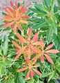 Pieris japoński Flaming Silver