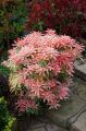 Pieris japoński Flaming Silver