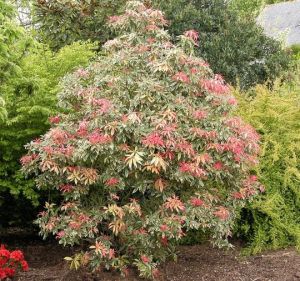 Japanischen Pieris Flaming Silver
