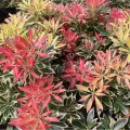 Pieris japoński Flaming Silver