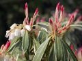 Pieris japoński Flaming Silver