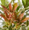 Pieris japoński Little Heart