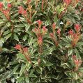 Pieris japoński Little Heart