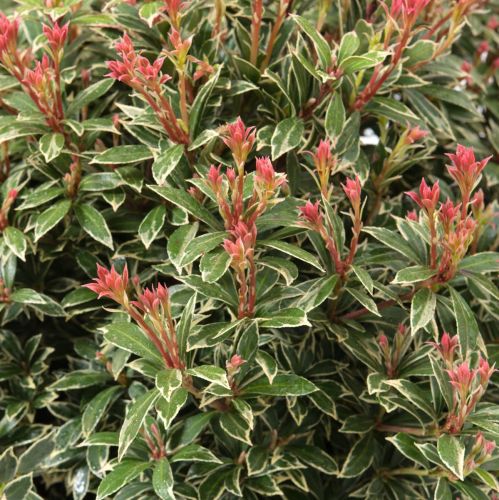 Japanischen Pieris Little Heart