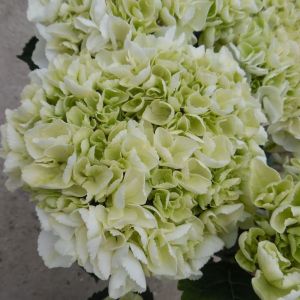 Gartenhortensie Ice Girl