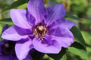 Clematis Königsind