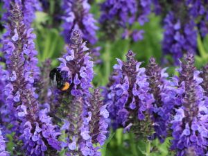 Salvia Marcus
