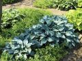 Funkia - Hosta HALCYON