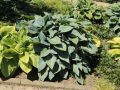 Funkia - Hosta HALCYON