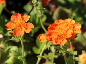 Rote Nelkenwurz 'Koi' 