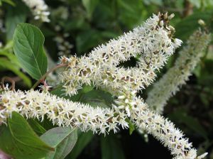 Itea virginica Henry’s Garnet