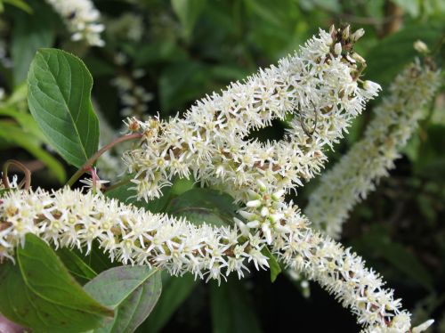 Itea virginica Henry’s Garnet