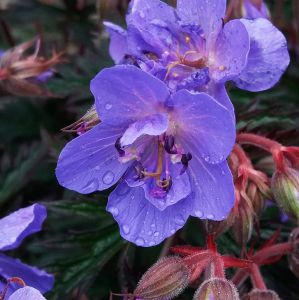 Geranium pratense STORM CLOUD